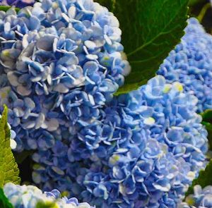 Schnittblumen, blau