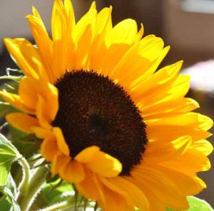 Schnittblumen, Sonnenblume
